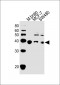 NAPG Antibody (Center)